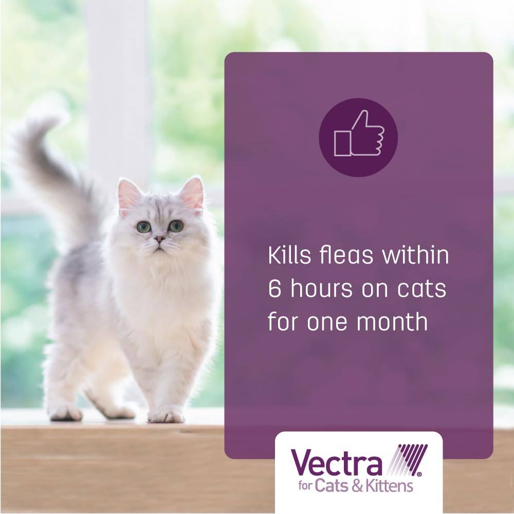 Vectra Chat: cycle des puces ralenti sur le corps du chat.