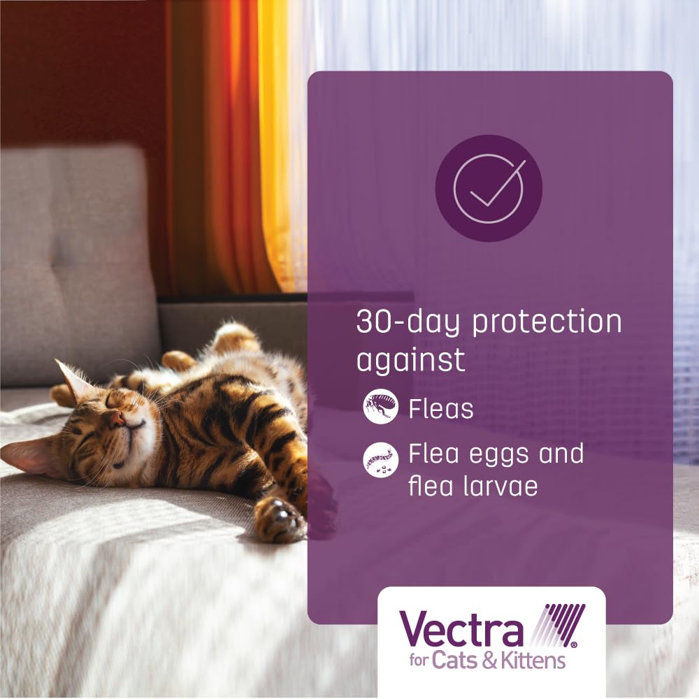 Vectra Chat Grand – convient pour chats d’intérieur et d’extérieur.