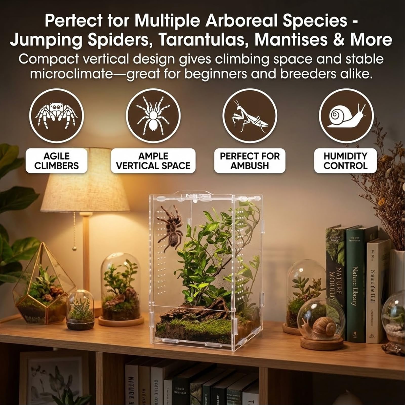 Veectgoo terrarium arboreal sur bureau, décoration naturelle et observation discrète.