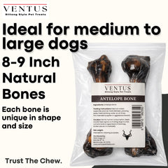 Ventus os d’antilope fumée, démonstration de mâchage prolongé pour chiens actifs.