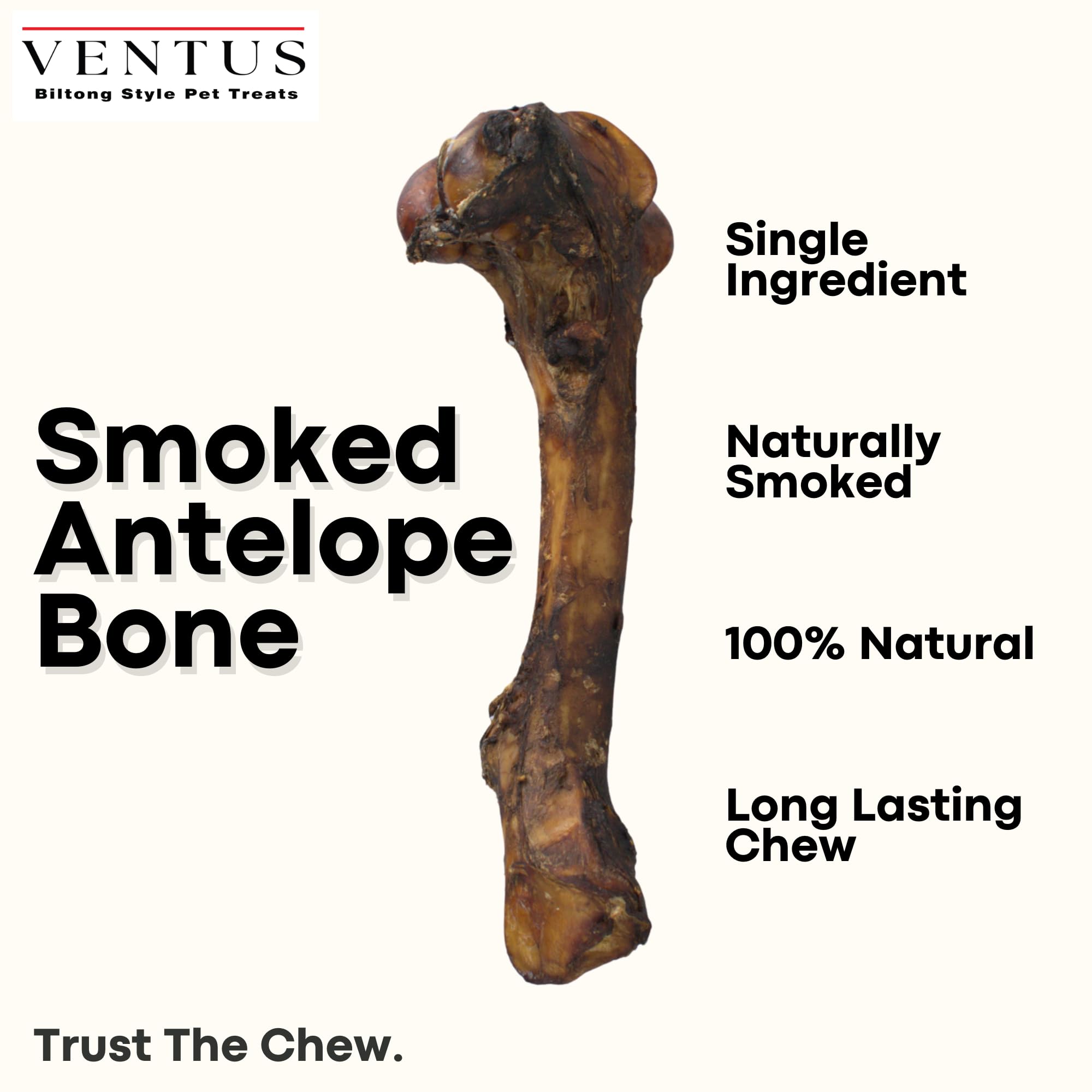 Ventus os d’antilope fumée, gros plan sur texture ferme adaptée au mâchage.