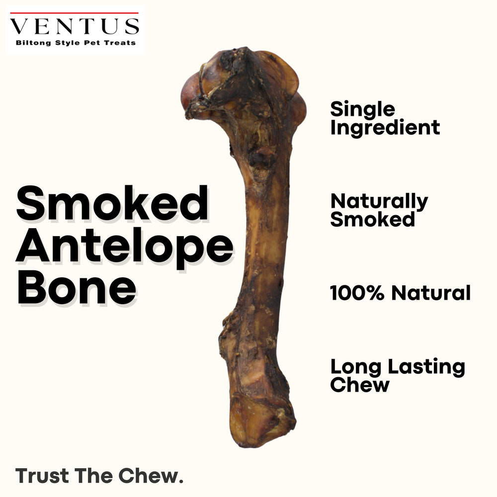 Ventus os d’antilope fumée, gros plan sur texture ferme adaptée au mâchage.