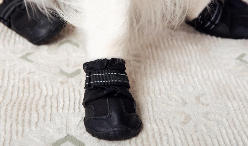 Sangles reglables Versa Vine facilitent l’enfilage pour chiens actifs