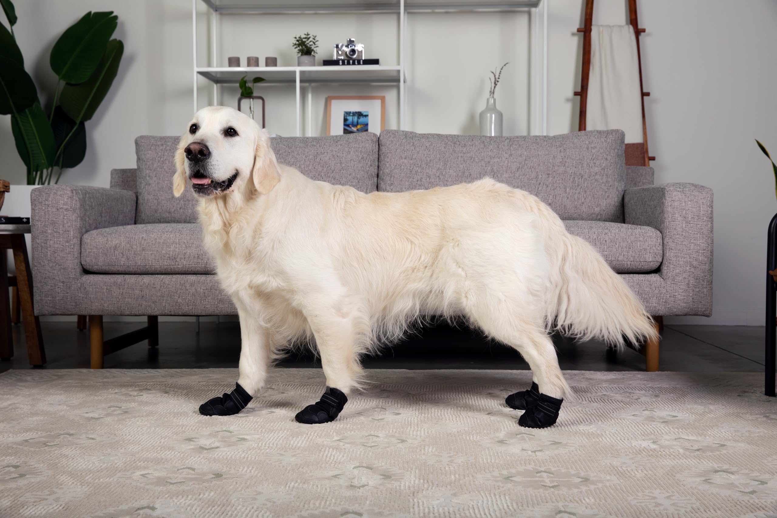 Chaussures Versa Vine pour chien en utilisation extérieure sur divers terrains.