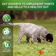 Vet Promise No Poo Chews - probiotiques et enzymes soutiennent la digestion