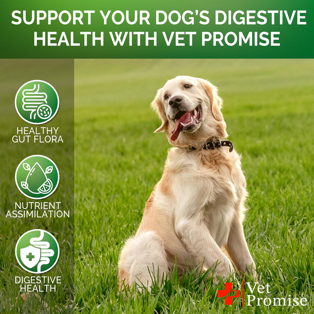 Vet Promise Probiotiques Chien – formulation vétérinaire et fabrication USA