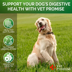 Vet Promise Probiotiques Chien – formulation vétérinaire et fabrication USA