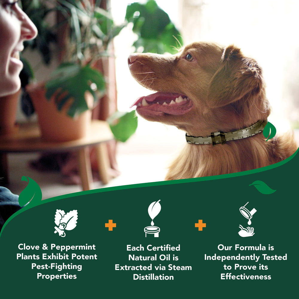 Vet's Best collier parfum bois de cèdre et menthe chien.