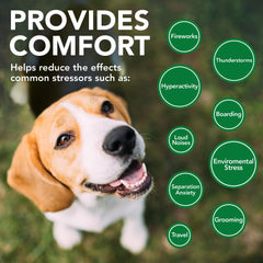 Vet's Best Comfort Calm: chien détendu sur canapé après administration.