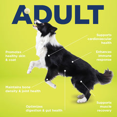 Vetericyn All-in-1: prébiotiques et probiotiques pour digestion canine