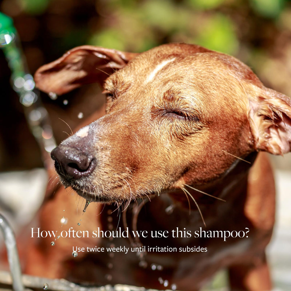 Shampooing Veterinary Formula Clinical Care grand-format idéal pour les soins répétés