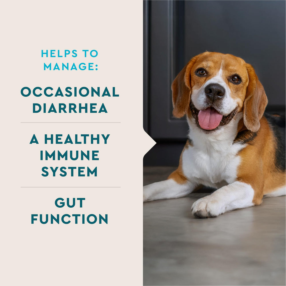 Enterococcus faecium VetIQ, probiotique vivant pour la digestion du chien