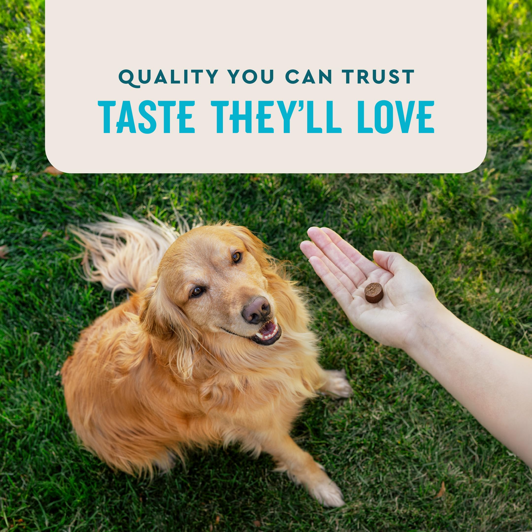 VetIQ saveur poulet gommes chien – goût apprécié et dosage pratique.