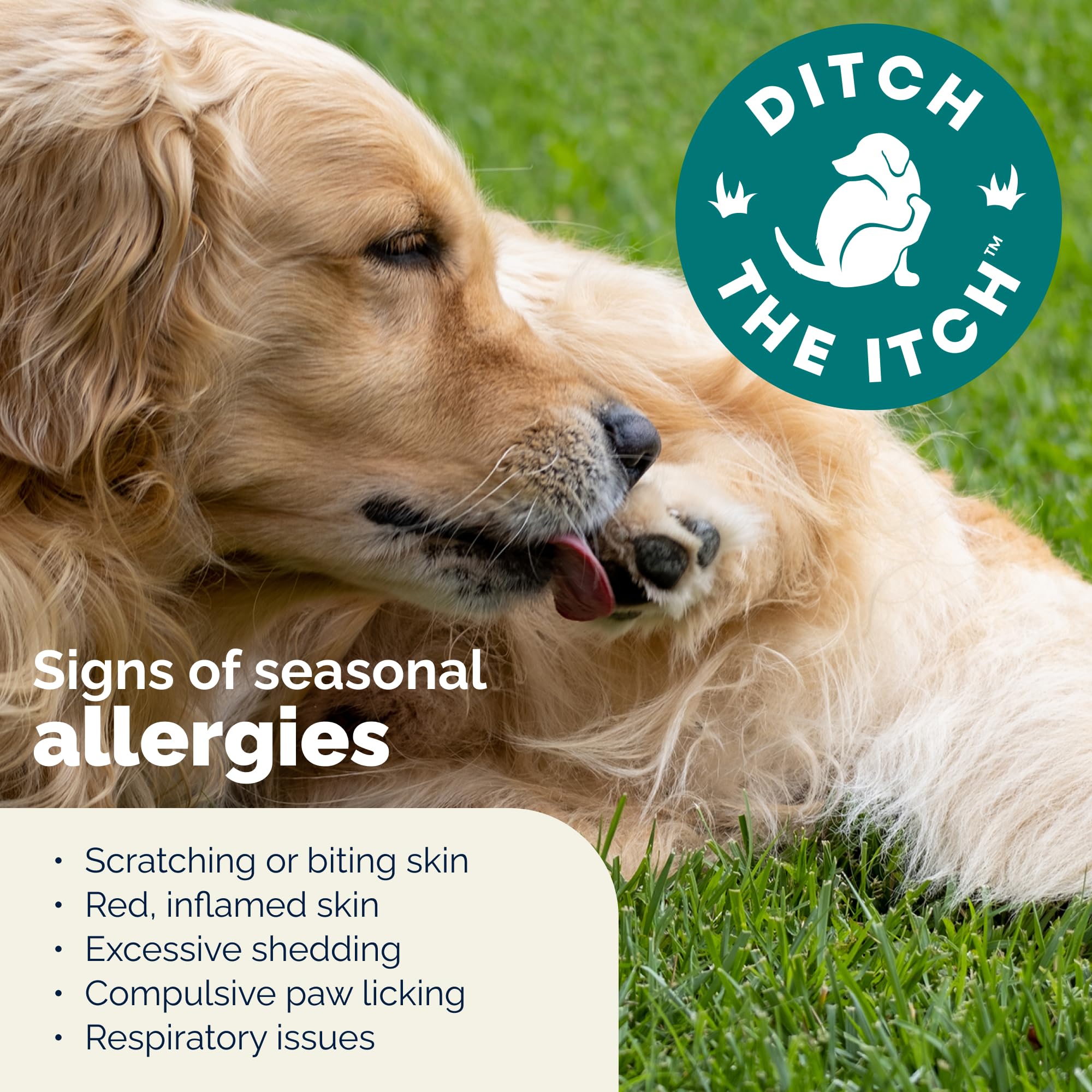 Chien mangeant DermaBliss pour le confort cutané