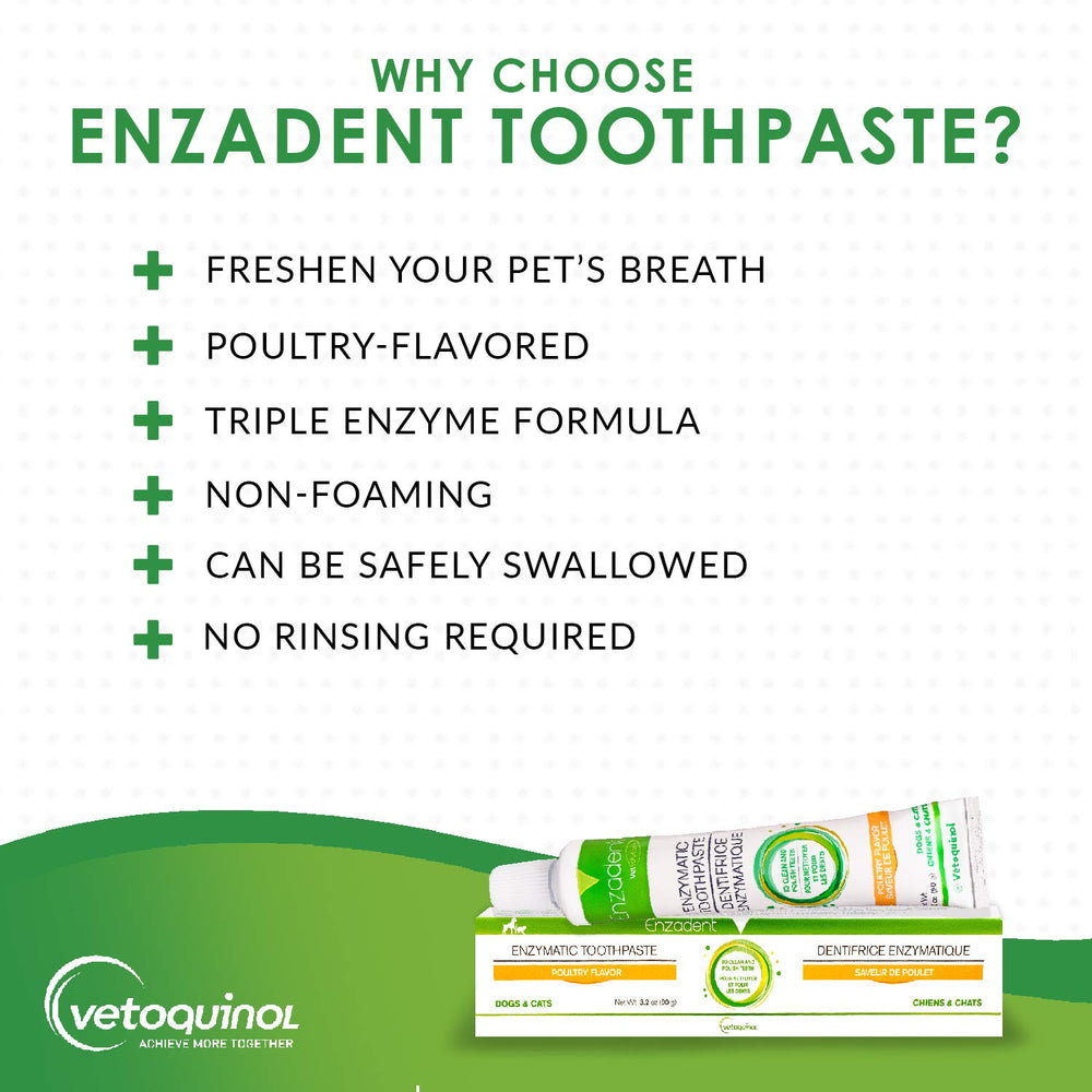 Chat utilisant Enzadent, dentifrice enzymatique au poulet.