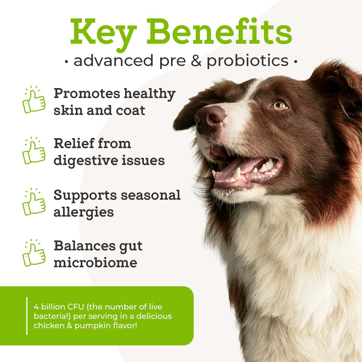 Poudre probiotiques VetPro Complete avec cuillère doseuse prête à saupoudrer sur la nourriture