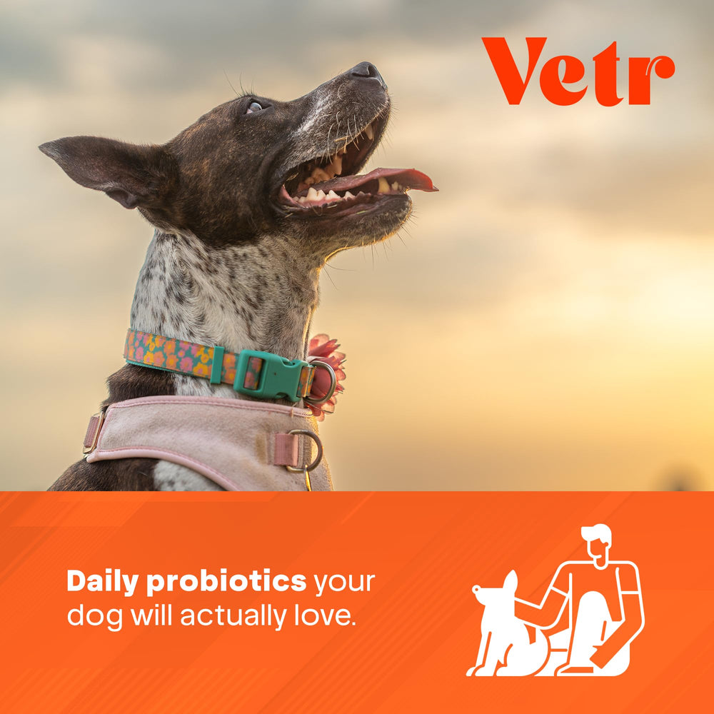 Chien content après une bouchée Vetr probiotiques.