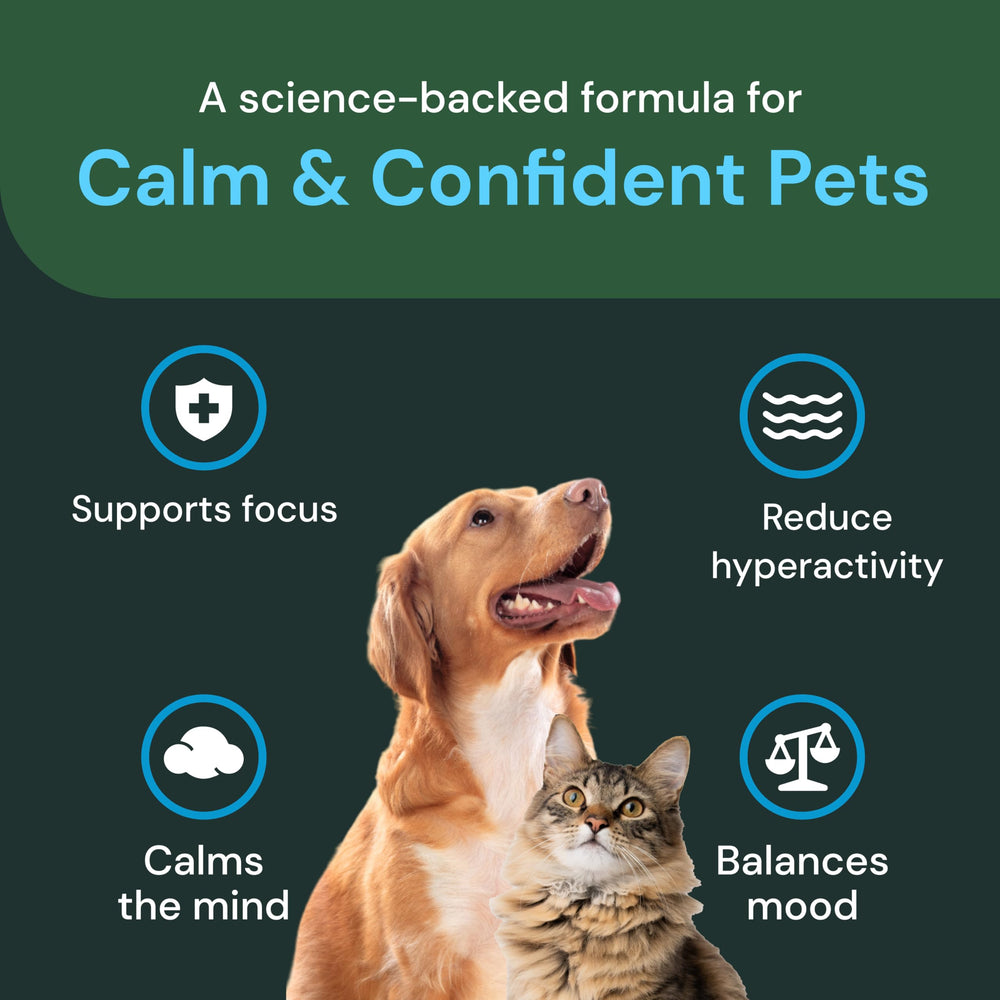 Chat acceptant une gomme VetriScience Calm & Confident grâce à la friandise.