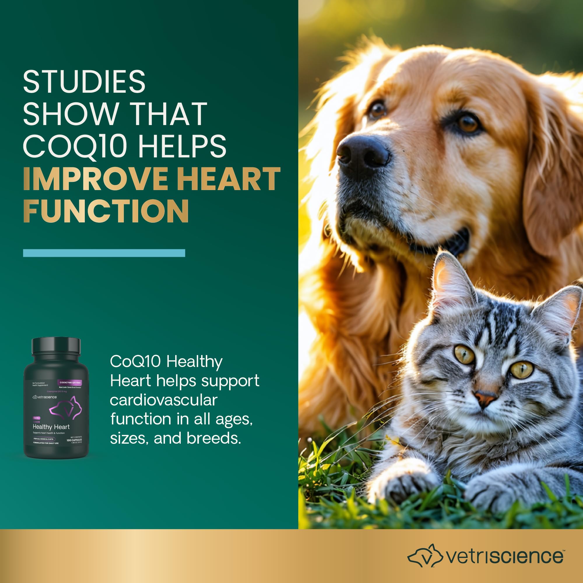 Dosage facile VetriScience Coenzyme Q10 pour chiens et chats, utile pour soutien cardio.