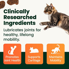 Perna moules vertes VetriScience, ingrédient naturel pour le confort articulaire du chat.