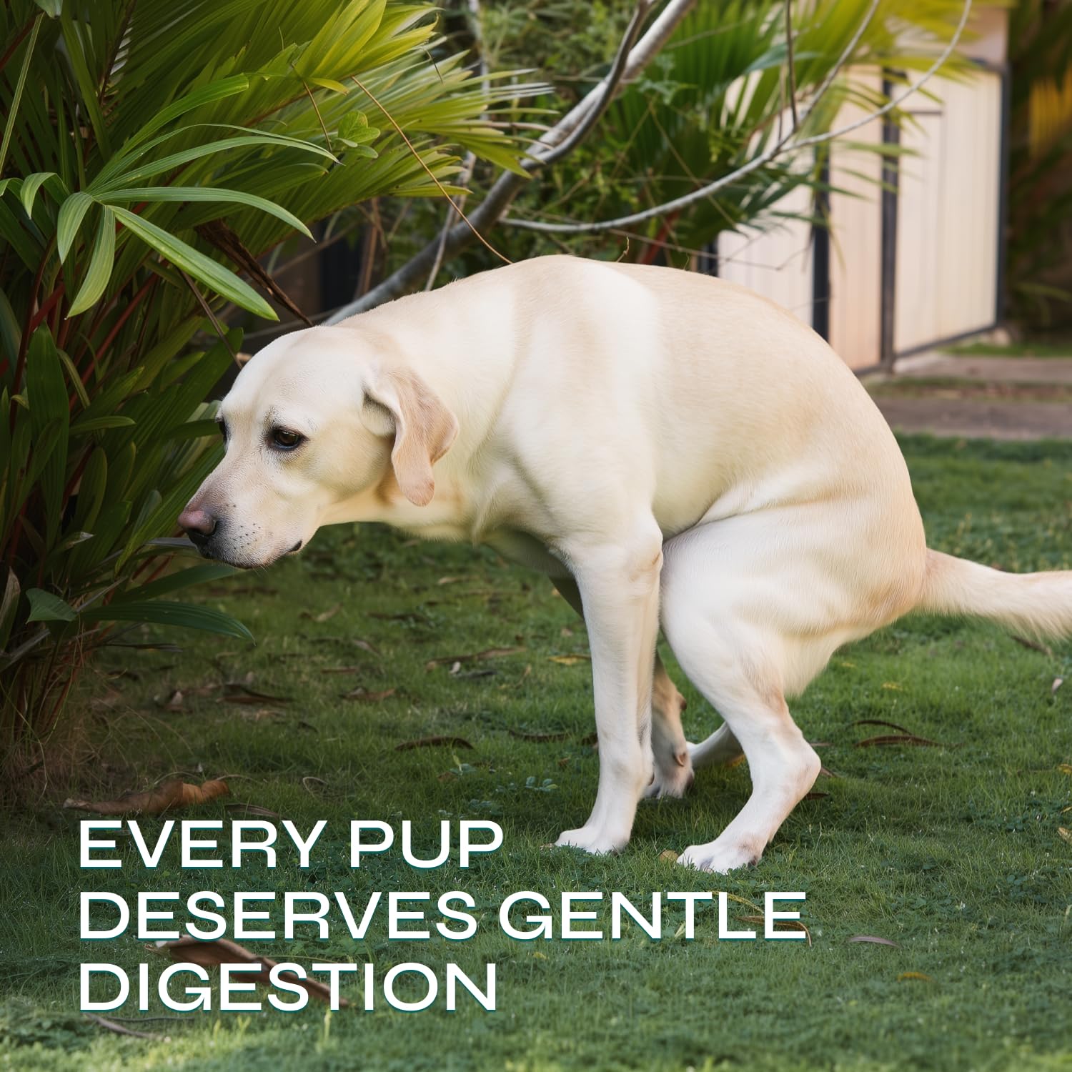 Vetrica Probiotiques Chien Utilisation Quotidienne: convient à tous les chiens et régimes