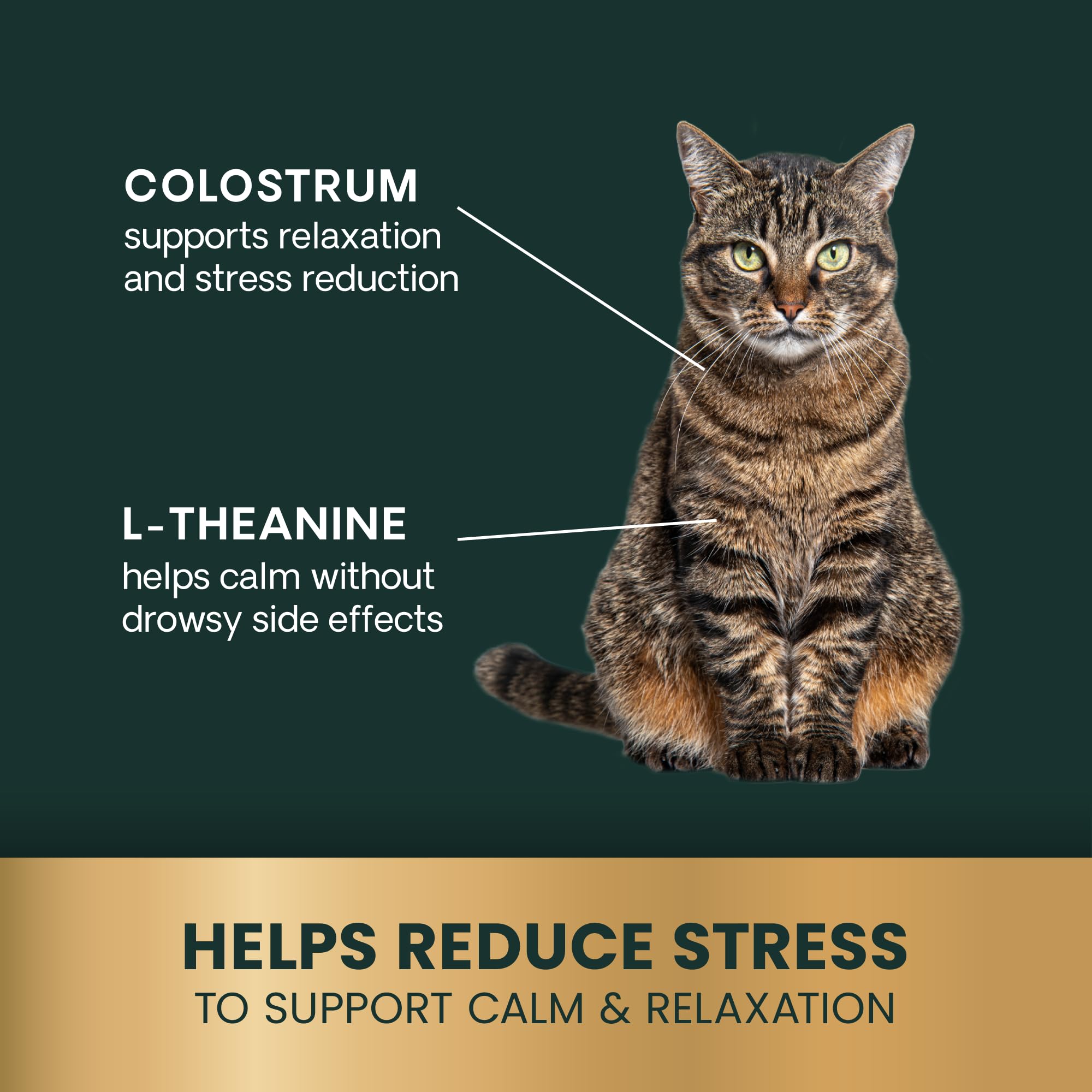 VetriScience Calm & Confident – prêt pour la visite vétérinaire, réduction du stress avant rendez-vous