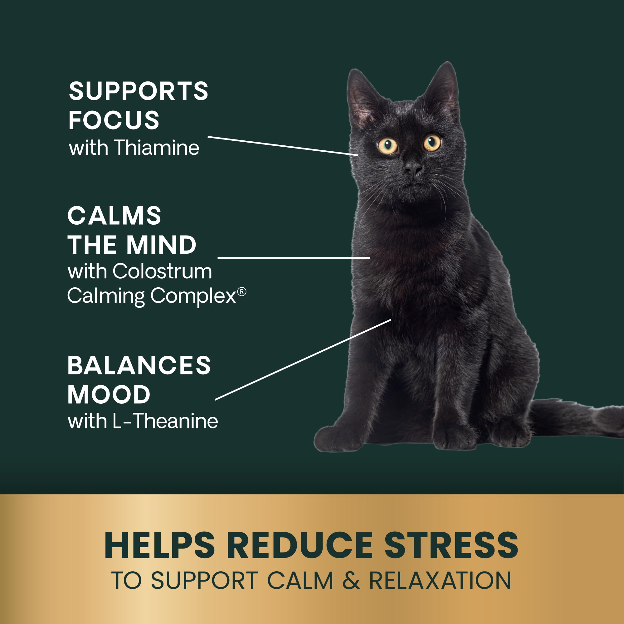 Chat calme et détendu après administration du liquide Calm & Confiant.