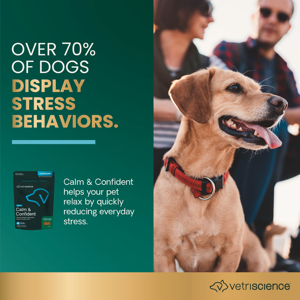 VetriScience Calm & Confident, chien calme lors d une promenade.