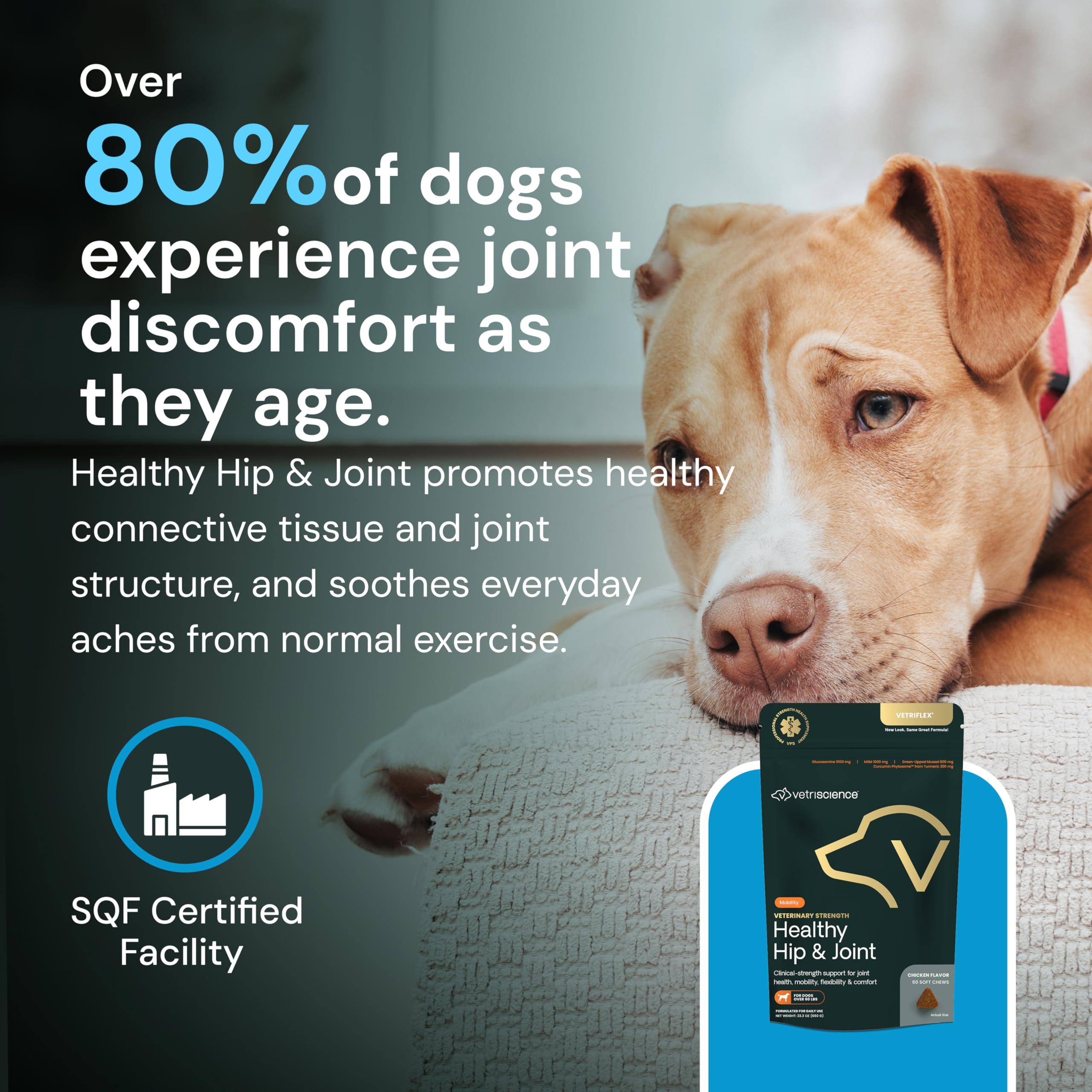Gommes VetriScience usage quotidien, routine simple pour grand chien.