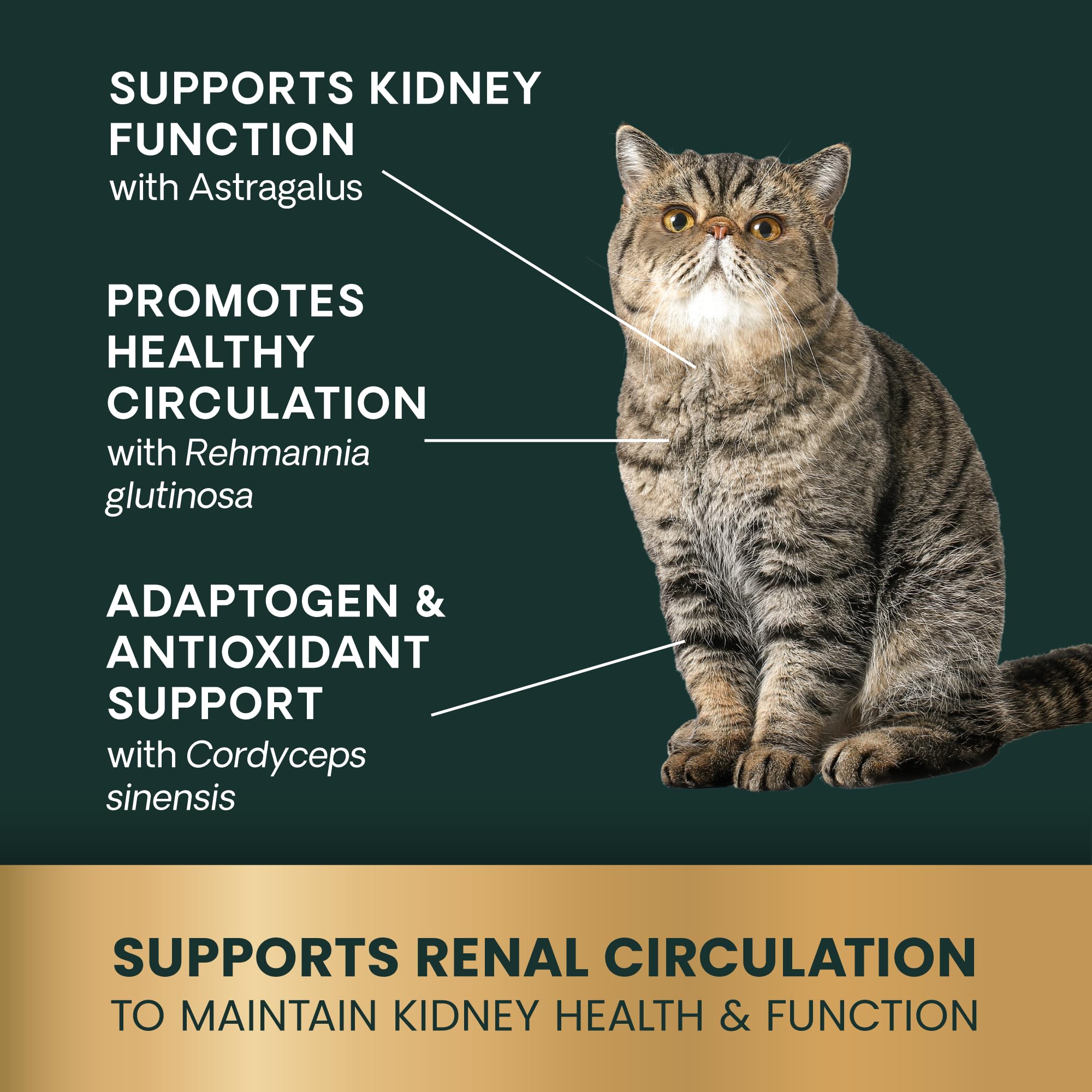 Emballage pratique VetriScience Kidney Health pour un dosage quotidien.