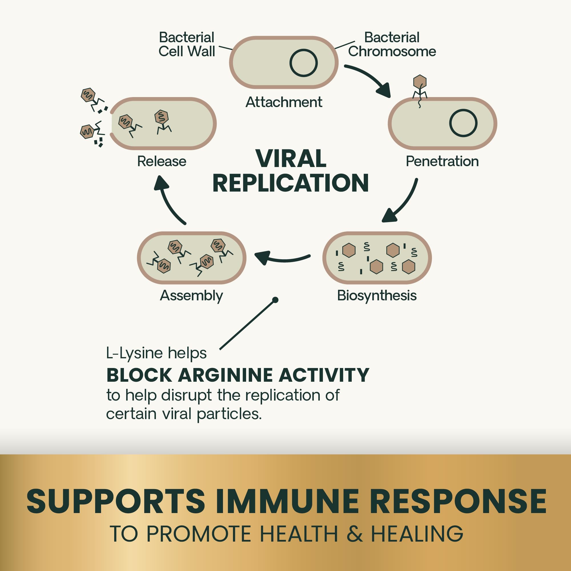 Chat actionnant les friandises VetriScience Lysine Immunity Health.