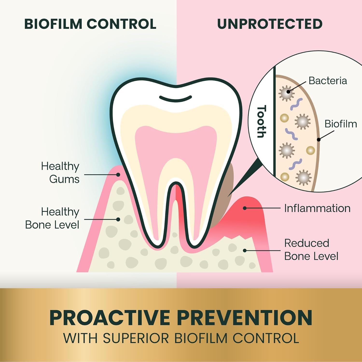 VetriScience Perio Plus chat : texture croquante extérieure et douceur intérieure