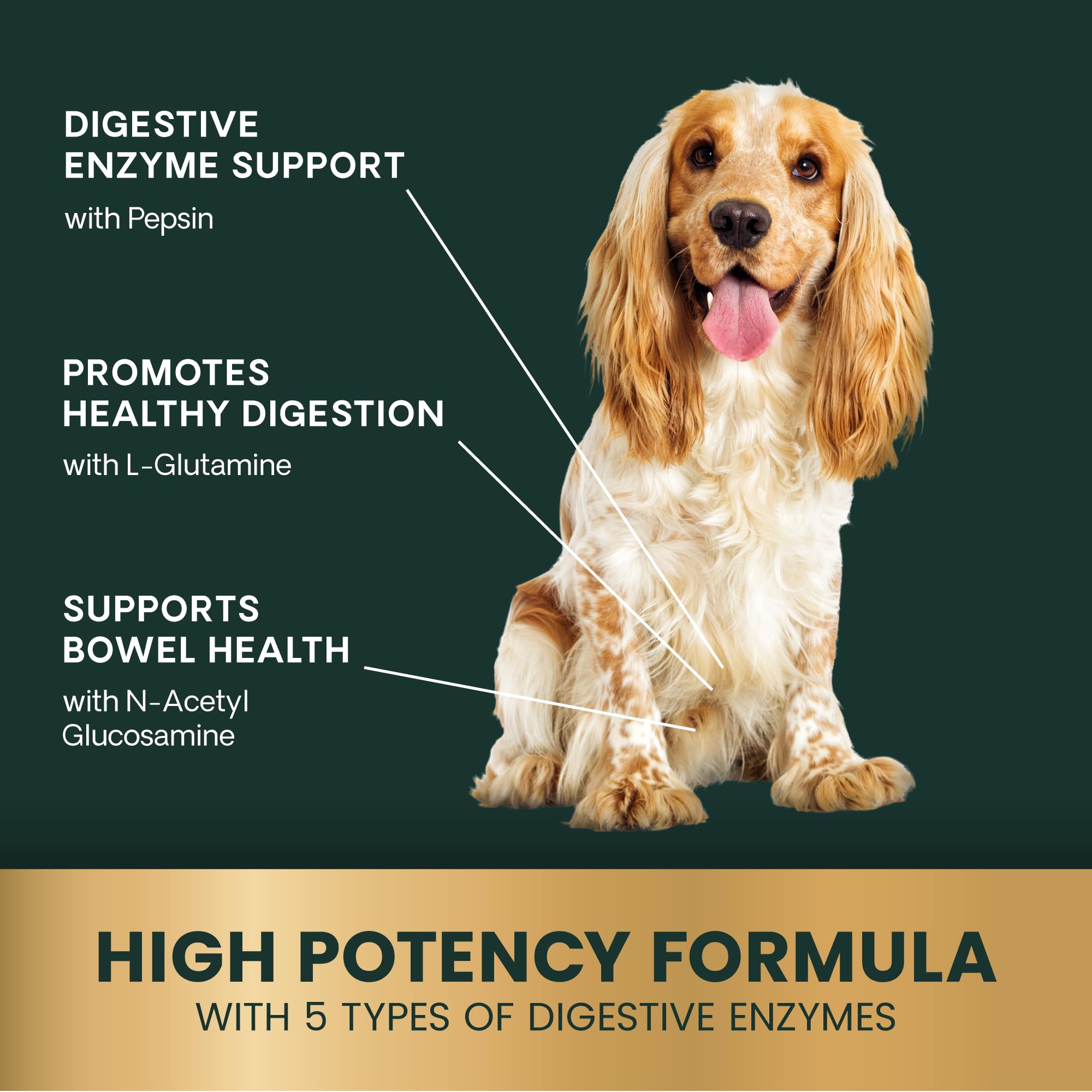 VETRISCIENCE probiotiques prébiotiques – équilibre intestinal pour chiens