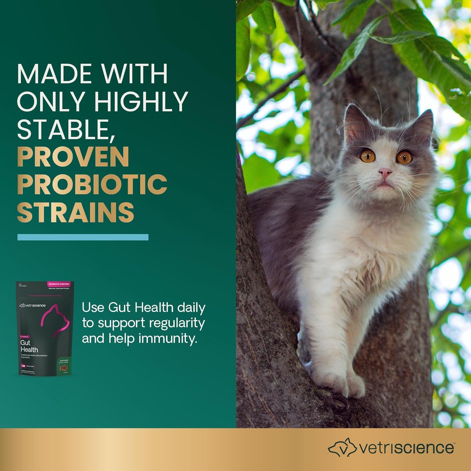 VetriScience Santé Intestinale bacillus-coagulans chat – équilibre intestinal et digestion stable