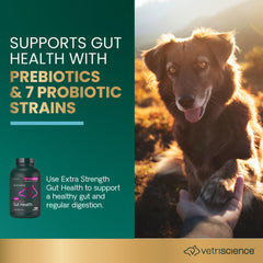 VetriScience Santé Intestinale – capsules prêtes à être ajoutées au repas.