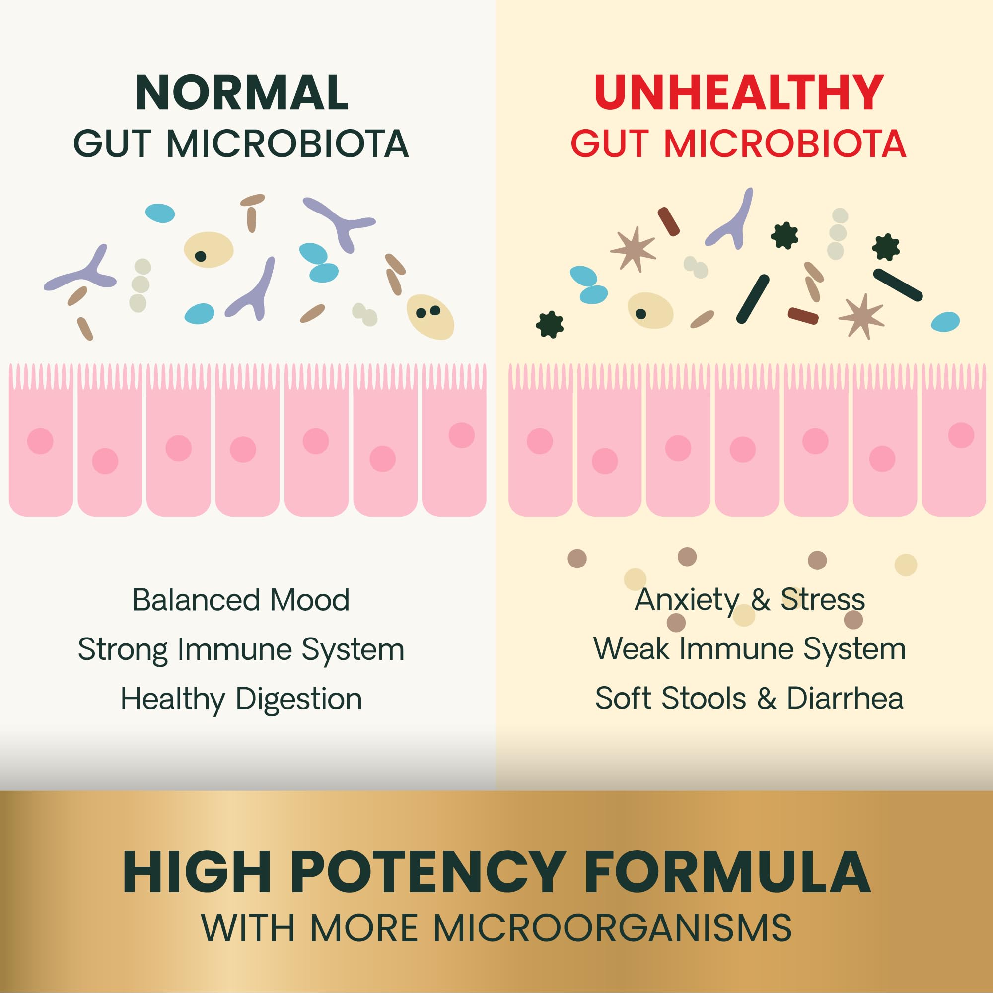 VetriScience Santé Intestinale – emballage clair avec étiquette et traçabilité NASC.