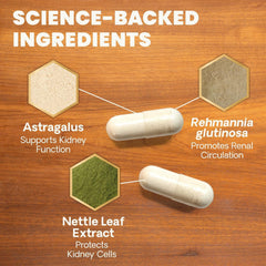 Antioxydants et champignons protégeant les cellules rénales.