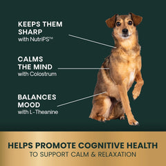 Ingrédients Colostrum et L-théanine VetriScience Senior Calme et Confiant, soutien potentiel.