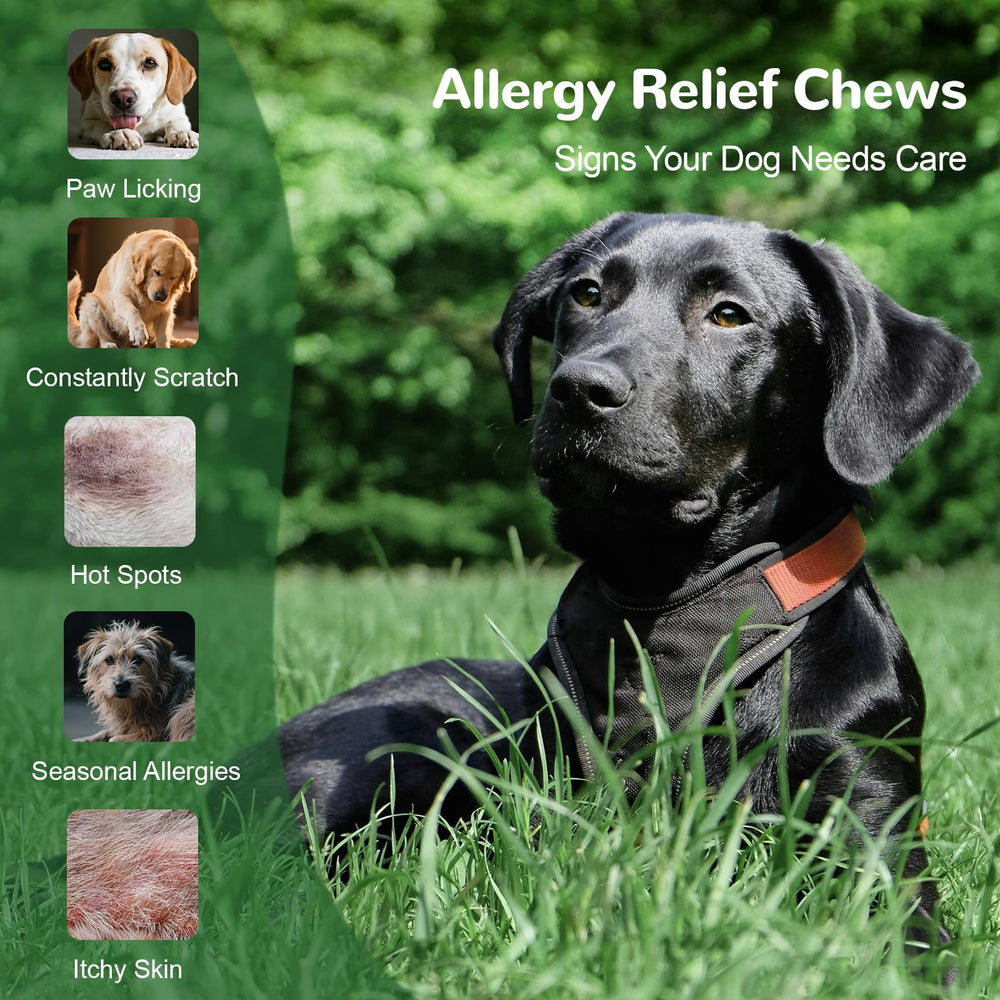 Chien mâchant Vetriuntrix Allergy Chews, usage quotidien.