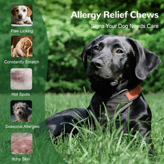 Chien mâchant Vetriuntrix Allergy Chews, usage quotidien.