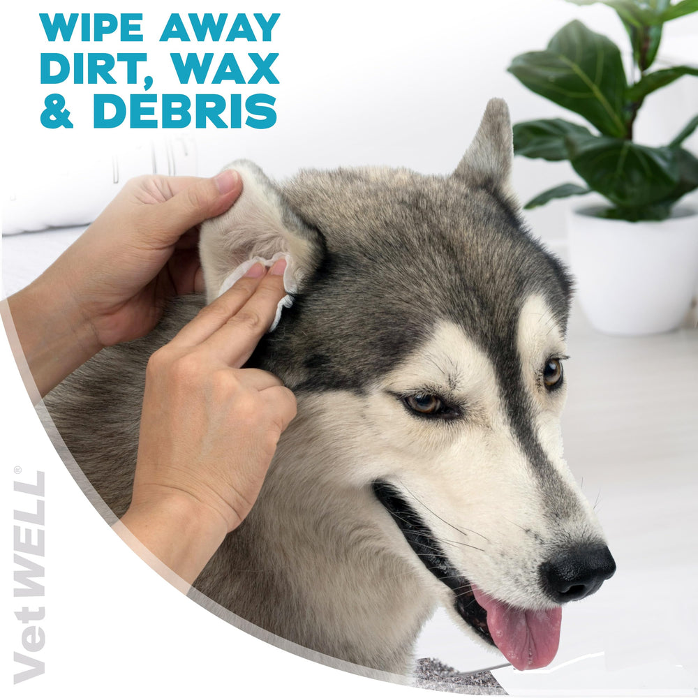 EarWELL VetWELL – Lingettes oreilles chien: élimination des débris autour de l'oreille.