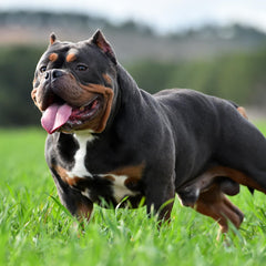 VICTOR Bully Fuel protéines animales 90% soutien musculaire