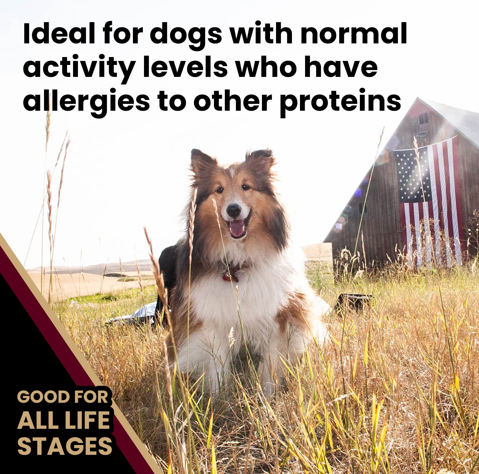 VICTOR nutrition chien agneau riz brun – protéines de haute qualité et fibres naturelles.