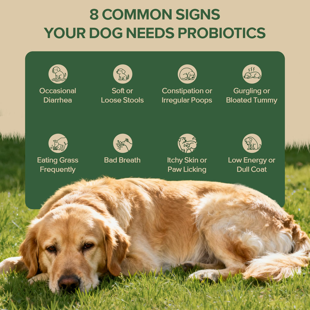 VientoSeek Probiotiques pour chiens – illustration écosystème digestif, équilibre intestinal.