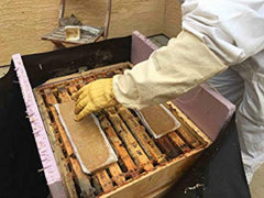 Pâte de pollen Village Gift Importers au dessus des cadres pour nourrir.