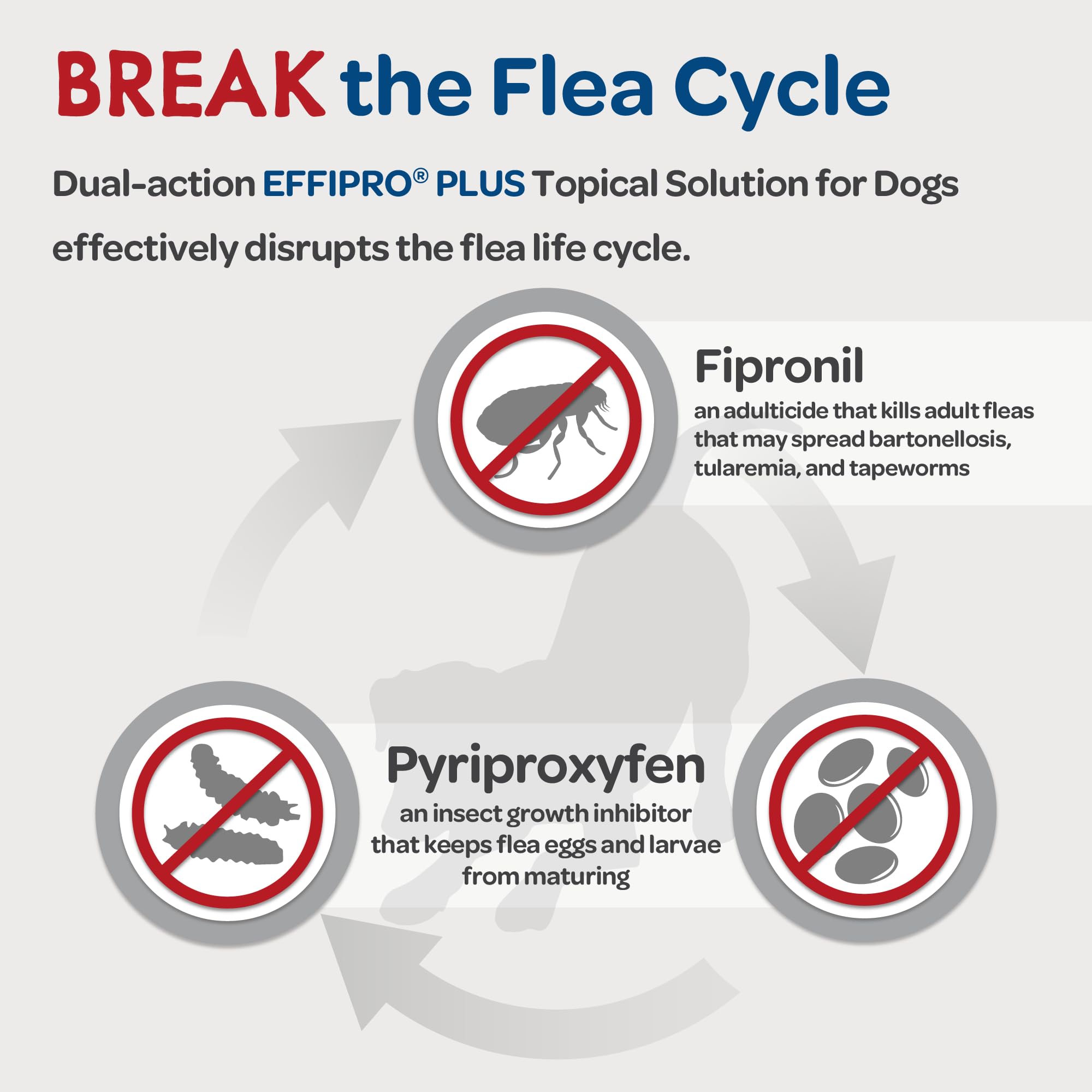 EFFIPRO PLUS agit sur les larves de puces pour chien