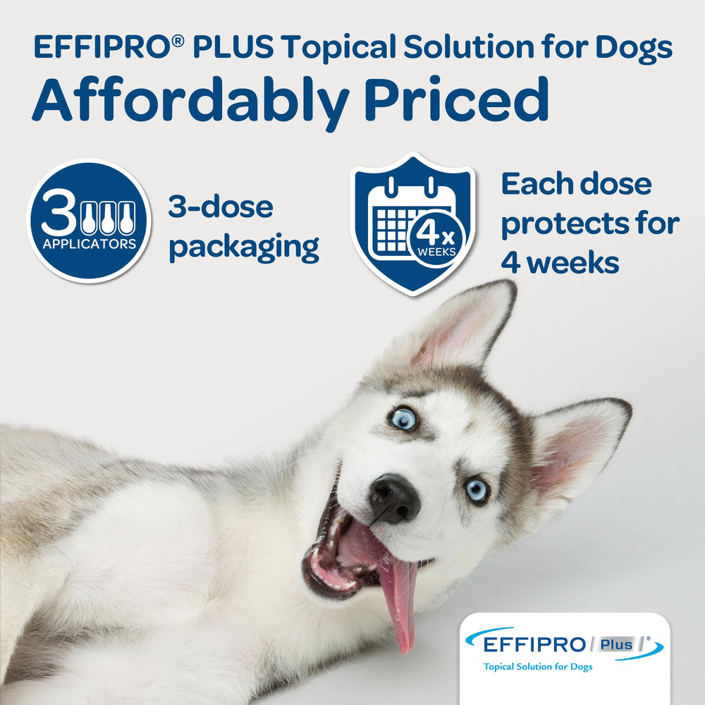 Formule étanche d’EFFIPRO PLUS après séchage, adaptée au chien