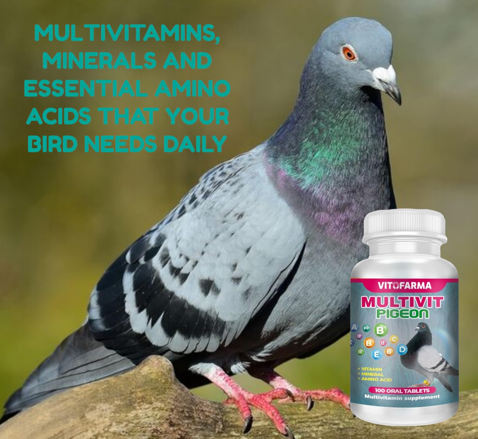 Vitofarma Multivit Pigeon: comprimés faciles à administrer pour les pigeons adultes.