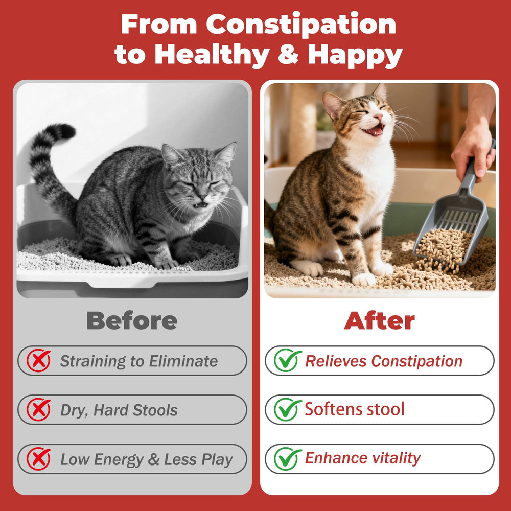 Chat dégustant VivaElixir, prise du complément sans effort et plaisir.