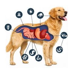 VivaElixir Terre diatomée pour chien : action contre les tiques dans l’environnement proche.